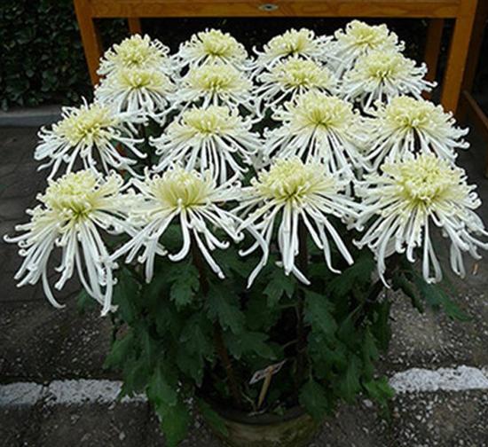 四平泉香水长菊花