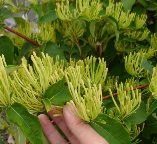 山东菊花种植基地